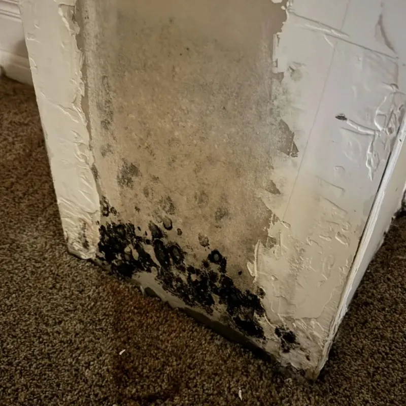 Professional Mold Removal in Jackson County, KS